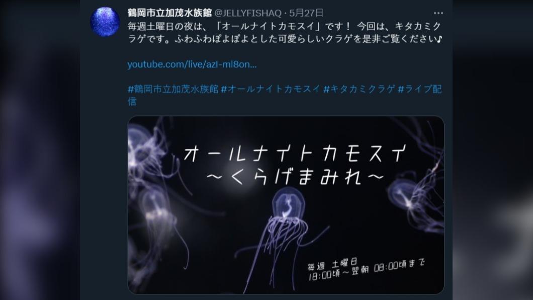 荷包蛋水母爆紅後,水族館也架設直播供民眾線上觀賞。(圖/翻攝自鶴岡市立加茂水族館推特)