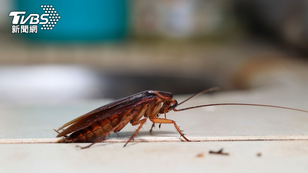 網友養魚後選擇自己培育蟑螂。(示意圖/shutterstock 達志影像)