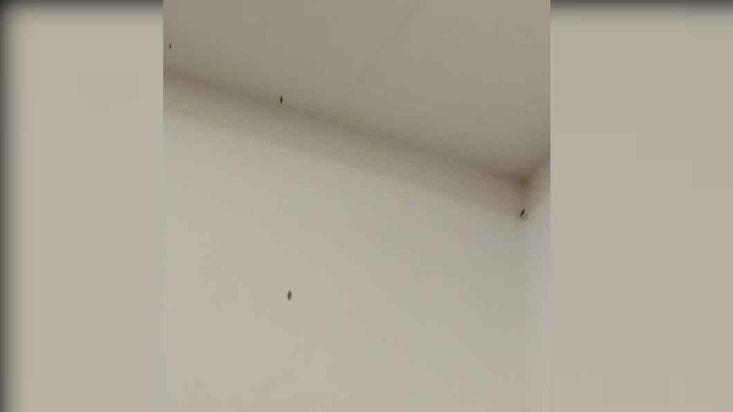 網友貼出圖文求救,家中怪蟲怎麼清也清不掉。(圖/翻攝自社團「爆怨2公社」臉書)