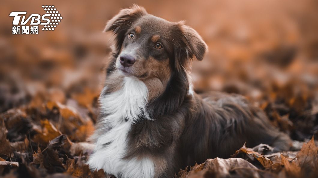 澳大利亞牧羊犬。(圖/shutterstock達志影像)