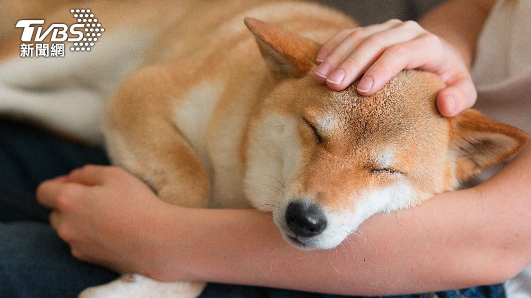 狗狗是人類最好的朋友。(示意圖/shutterstock達志影像)