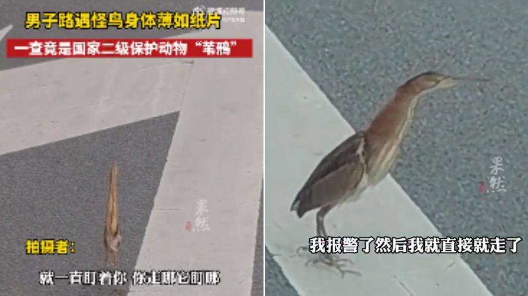 網友路上偶遇黃斑葦鳽,是國家二級保護動物。(圖/翻攝自微博)