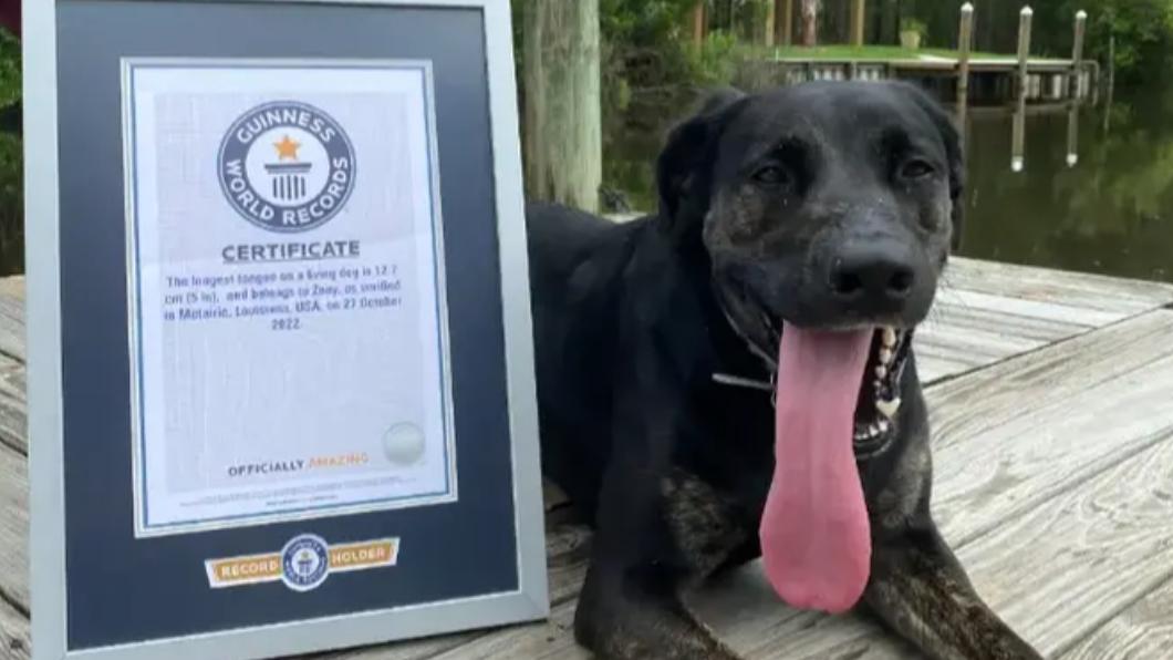 全球最長舌狗!萌犬舌長12.7公分 主人:牠很會流口水