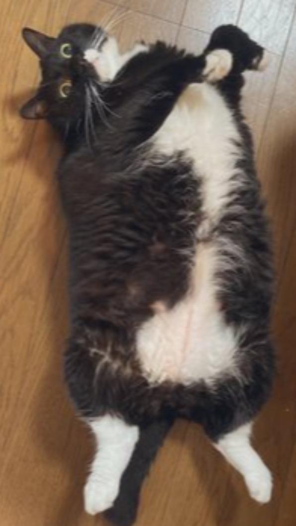 飼主常拍貓咪日常。(圖/翻攝自推特)