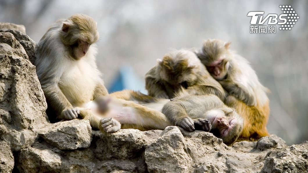 手淫在動物界很普遍,尤其包括人類在內的靈長類動物。(示意圖/shutterstock 達志影像)