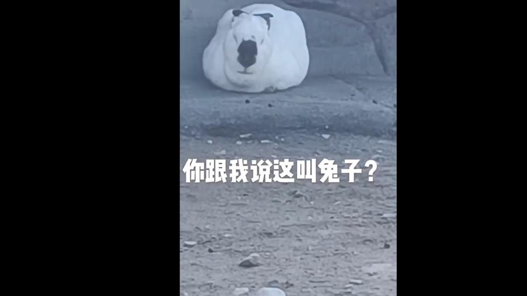 有網友指出這隻疑是喜馬拉雅兔。(圖/翻攝自微博)