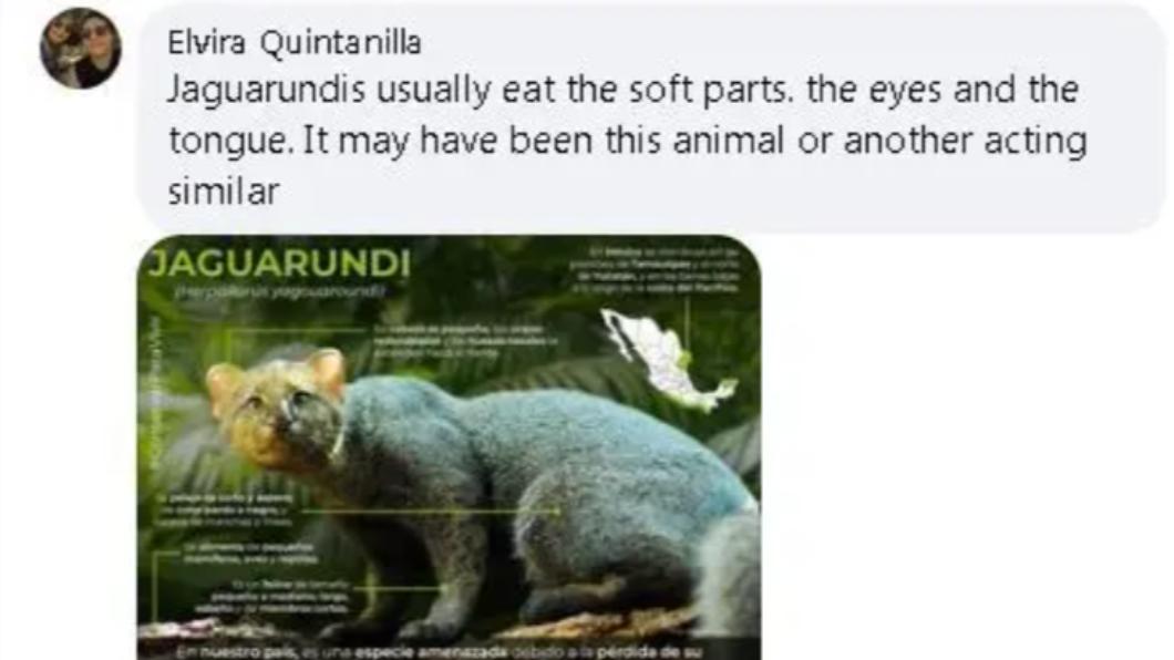 有網友認為兇手可能只是細腰貓(Jaguarundis)。(圖/翻攝自《紐約郵報》)