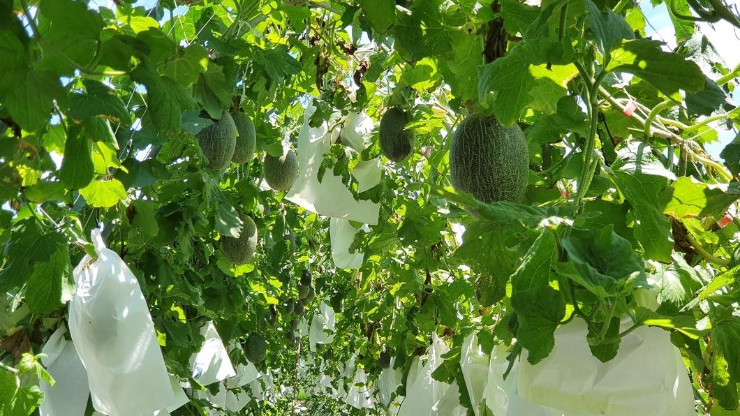 花改場助栽植新品種 宜蘭哈密瓜突破瓶頸轉高產