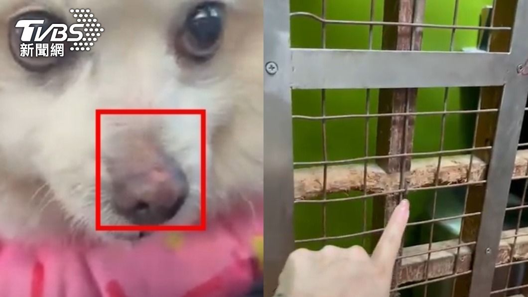 愛犬住寵物房「鼻子刮到」爆血 飼主控飯店這原因不賠醫療費