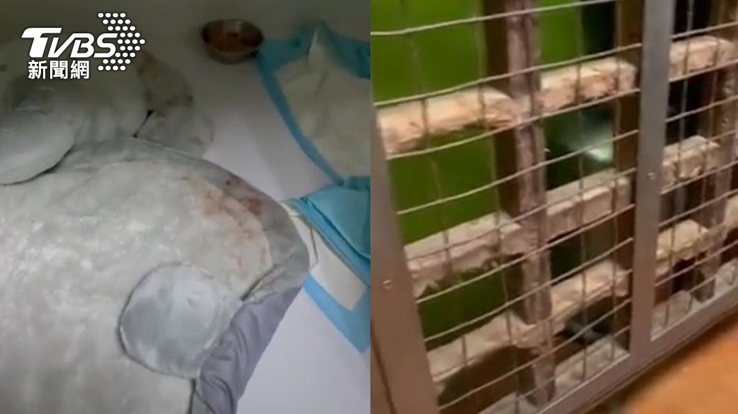 寵物房裡都是狗狗的血漬,而木門上都是木屑。(圖/TVBS)
