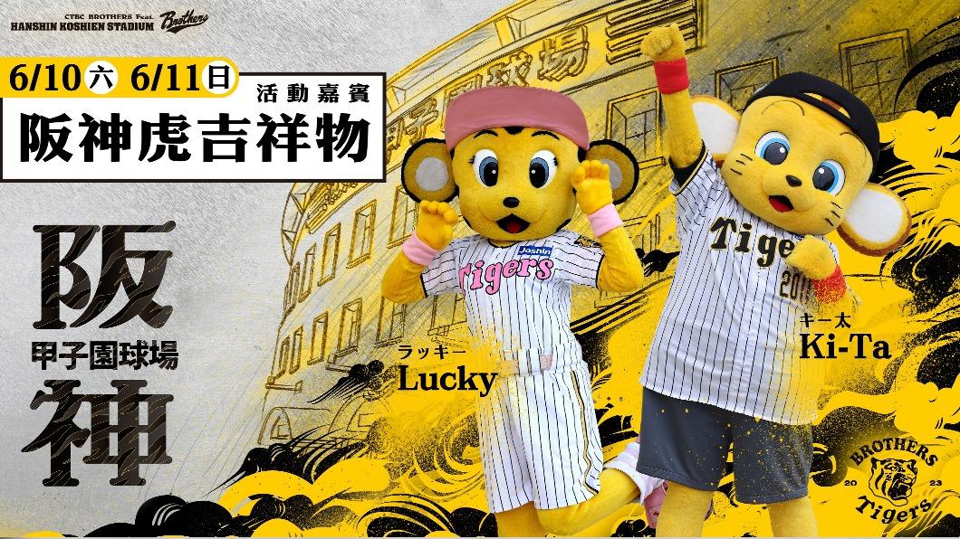 阪神吉祥物將會擔任活動嘉賓。(圖/球團提供)