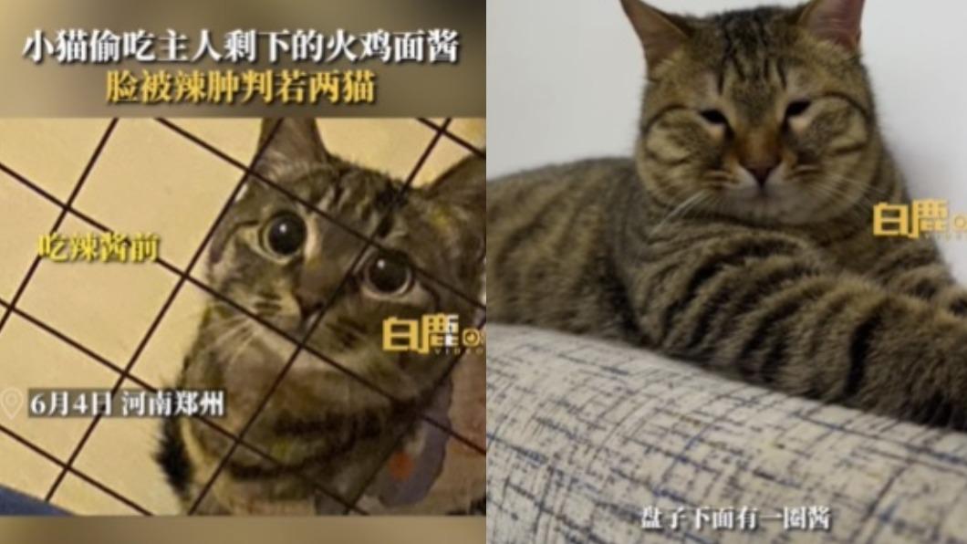 偷吃火雞麵!貓咪「臉被辣腫」秒變瞇瞇眼 網笑:判若兩貓