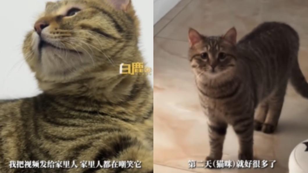 貓咪第二天情況才得以好轉。(圖/翻攝自微博《白鹿視頻》)