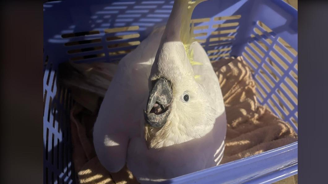 一隻受傷獲救的鸚鵡。(圖/翻攝自Wildlife rescue and rehab. statewide臉書)