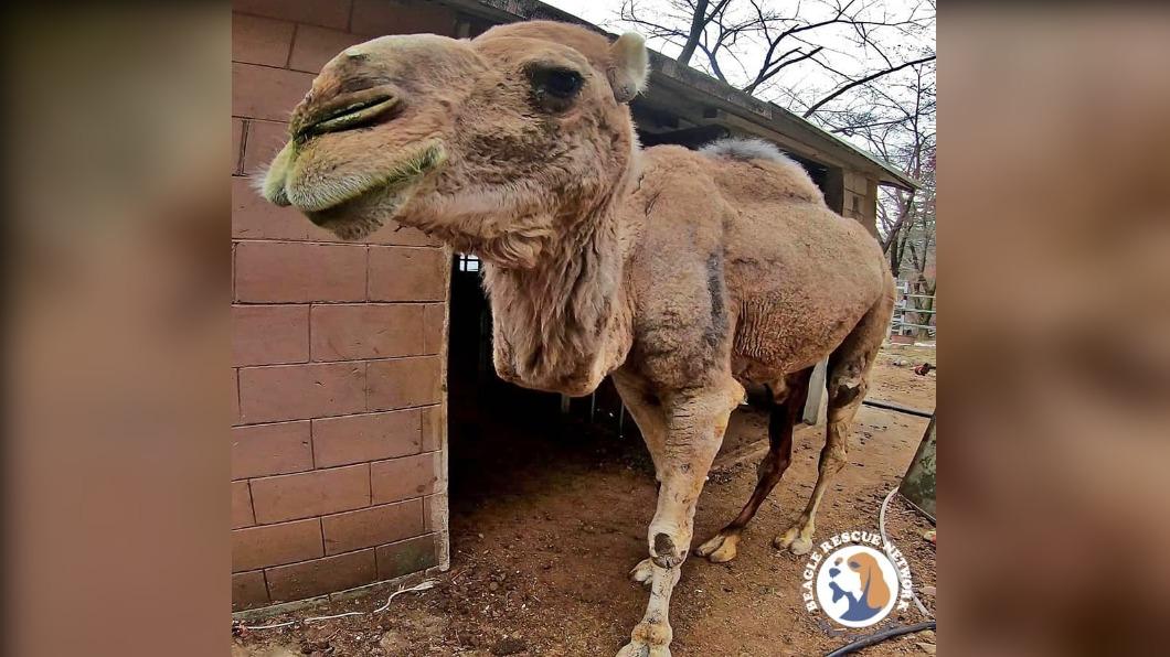 殘忍！駱駝長腫瘤病死　動物園「肢解分屍」餵老虎