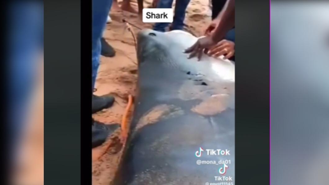 埃及紅海側發生鯊魚攻擊事件,「兇手」虎鯊隨後也被拖上岸殺害。(圖/翻攝自TikTok)