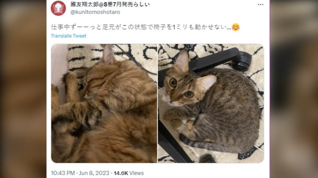 國友翔太郎分享貓咪的日常。（圖／翻攝自＠kunitomoshotaro推特）