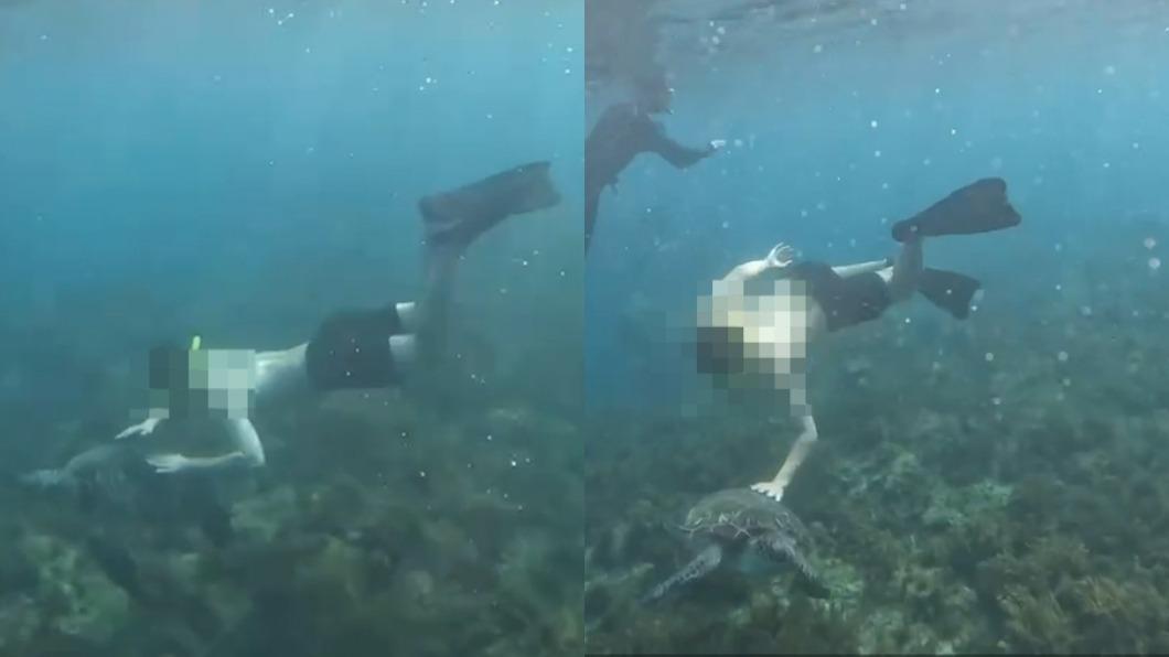 摸了罰30萬 小琉球潛客騷擾海龜過程全都錄