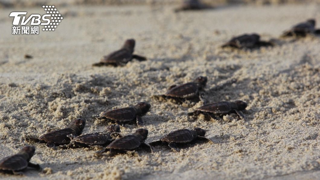 小海龜爬向海裡的途中被獵食。(示意圖/shutterstock達志影像)