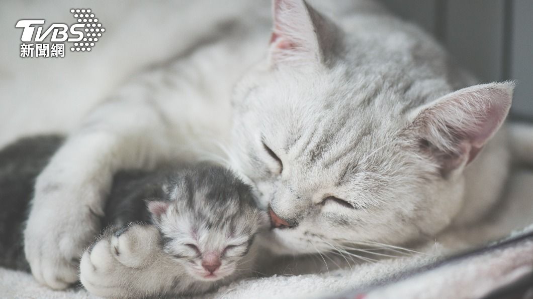 貓咪的母愛。(示意圖/shutterstock達志影像)