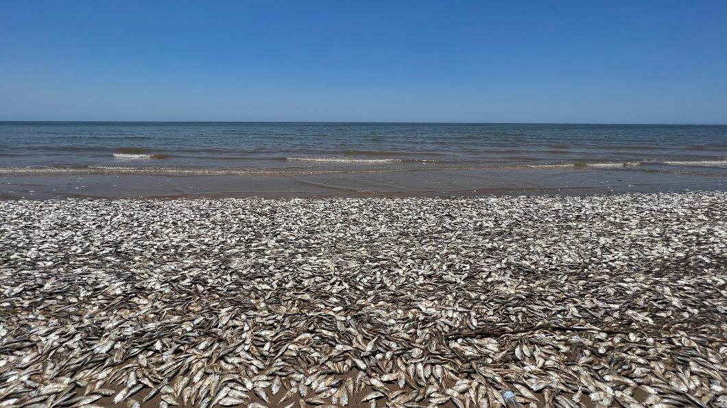 放眼望去,整個沿岸的海岸線都堆滿了魚屍,引發網友對當地生態的擔憂。(圖/翻攝自Quintana Beach County Park臉書)