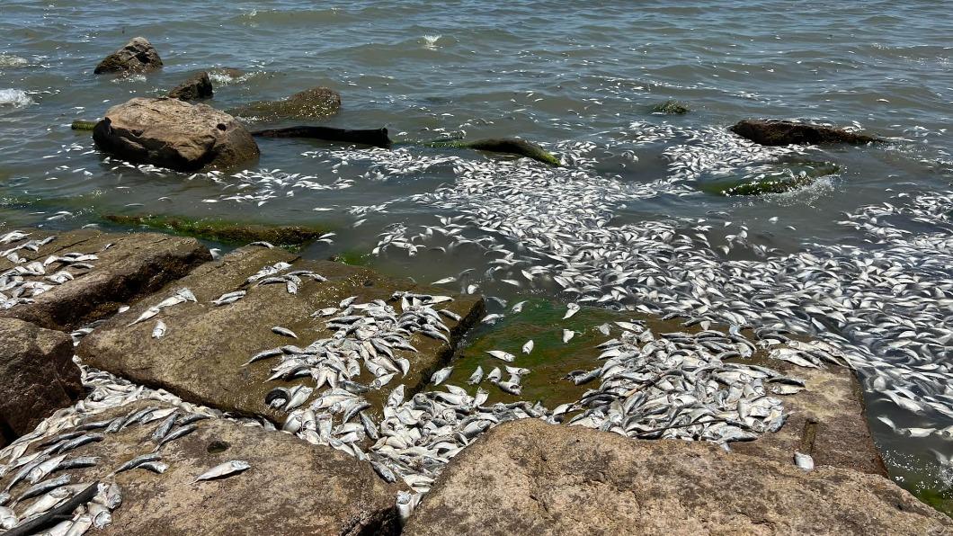 漂浮在近海水面上的魚屍。(圖/翻攝自Quintana Beach County Park臉書)