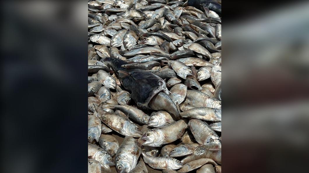 當局指出,大多數死亡的魚屍是海灣鯡魚。(圖/翻攝自Quintana Beach County Park臉書)