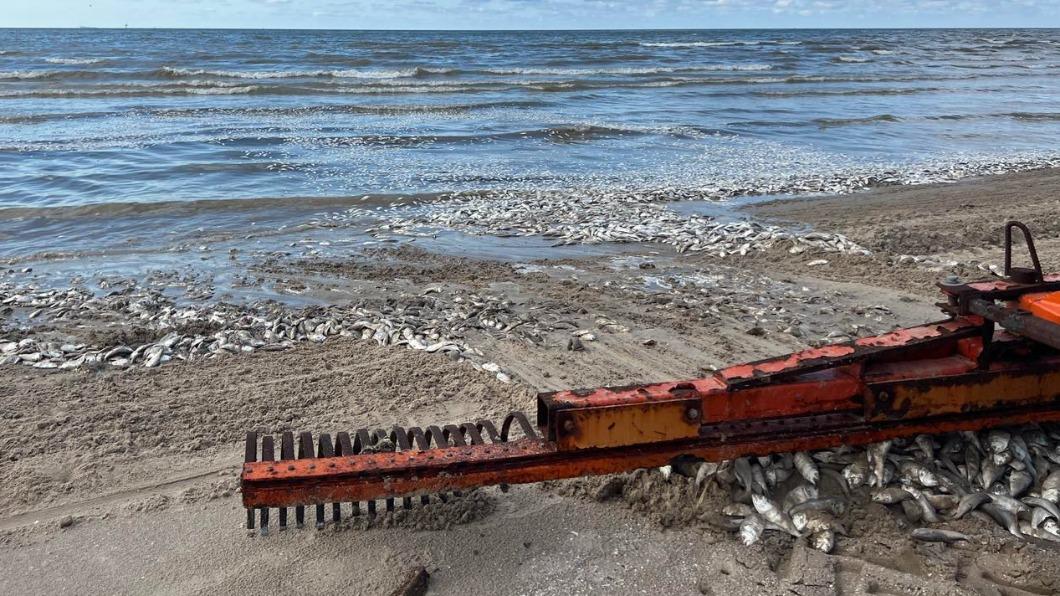 園方派員清理魚屍,但仍然可能有更多死魚被沖上岸。(圖/翻攝自Quintana Beach County Park臉書)