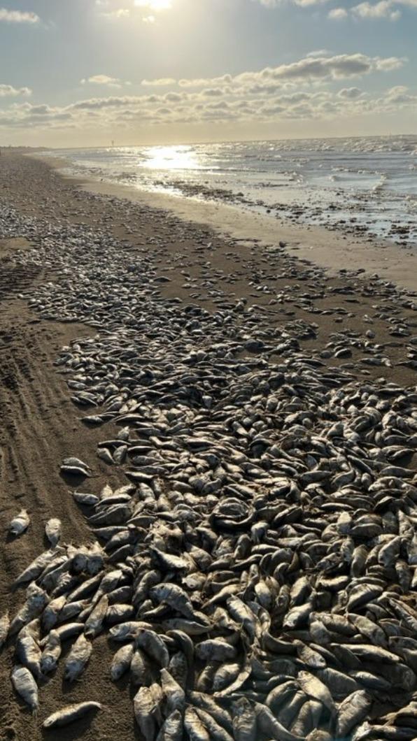 園方建議遊客在死魚全部清除前,避免前往海灘。(圖/翻攝自Quintana Beach County Park臉書)