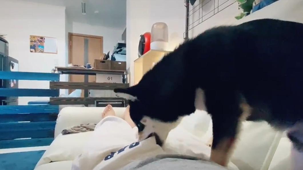 褲檔藏零嘴?傻黑柴「精準一咬」 飼主喊痛滾落沙發網笑翻