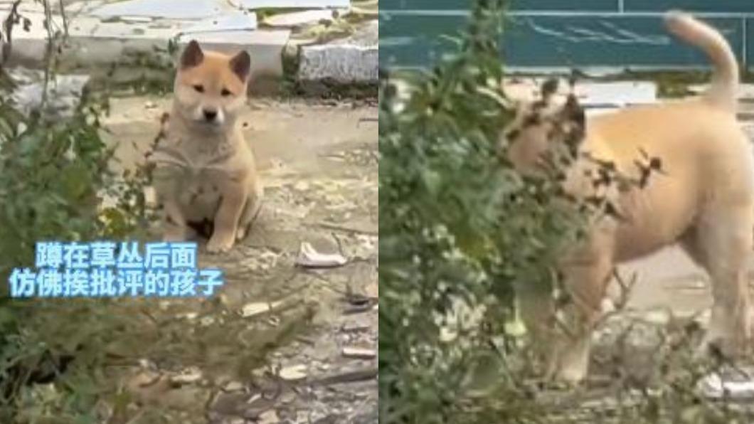 大陸廣西有1隻小狗被主人賣掉後偷偷跑回家，意外在網路上爆紅。（圖／翻攝自微博）