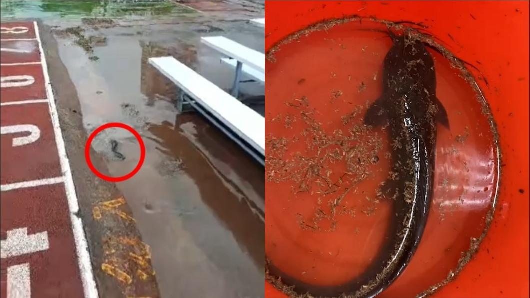 午餐加菜?高雄暴雨後土虱悠游「雄中操場」 師生驚喜搶拍