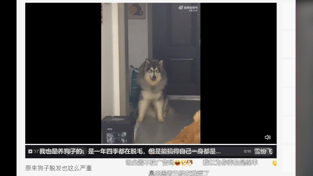 罪魁禍首竟然坐在一旁無辜地看著，眼神彷彿在說「不關我的事喔」。（圖 ／翻攝自微博）