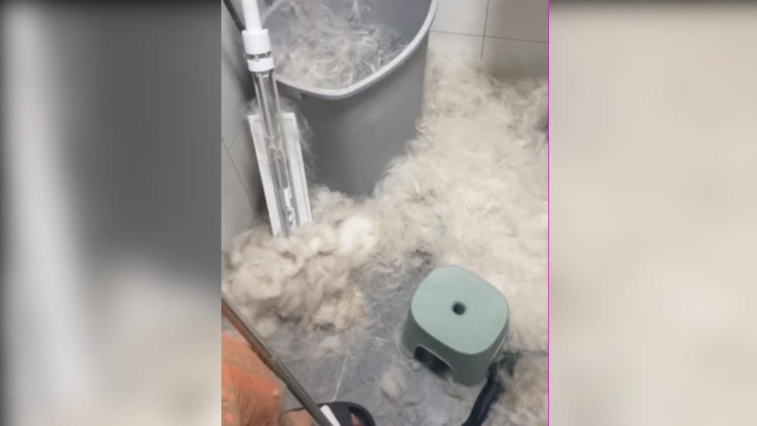 這名飼主幫自家雪橇犬洗澡，沒想到吹乾後留下滿地狗毛。（圖 ／翻攝自微博）
