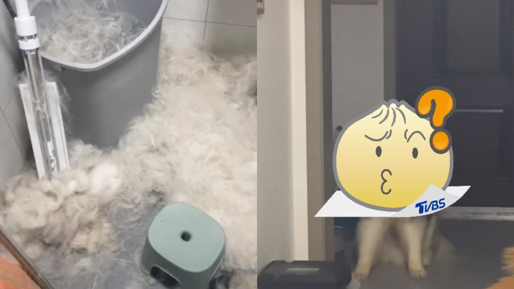幫狗洗澡「浴室慘淪災難現場」　牠一臉無辜：不關我的事喔！