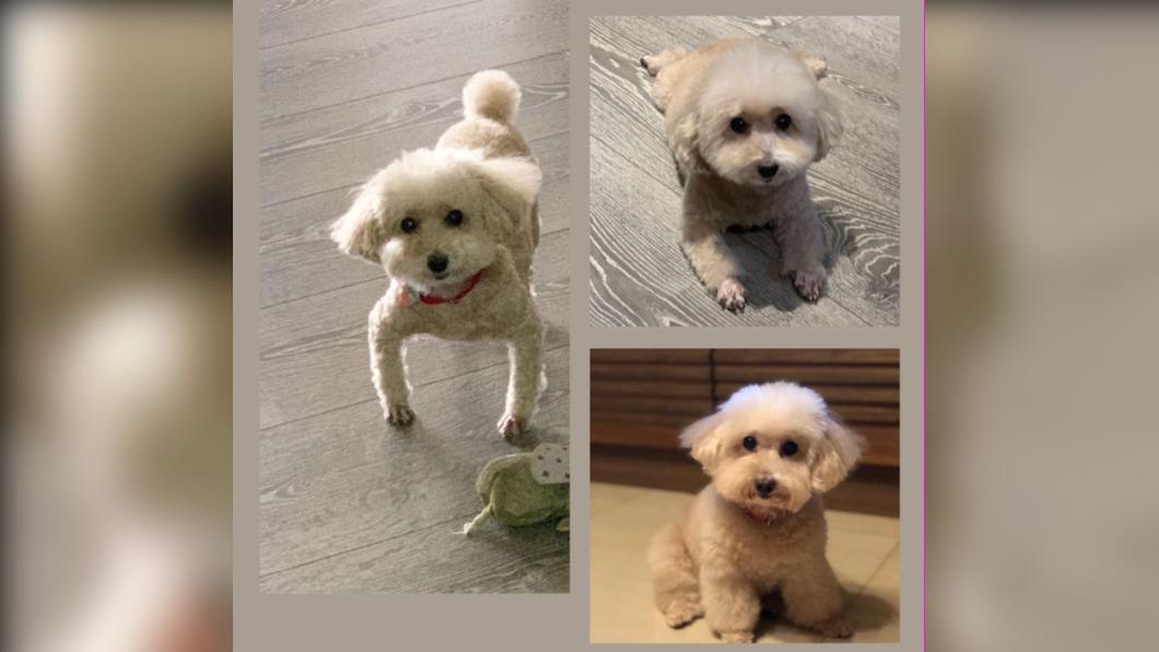 許維恩與王家梁的愛犬Miumiu。(圖/翻攝自王家梁臉書)