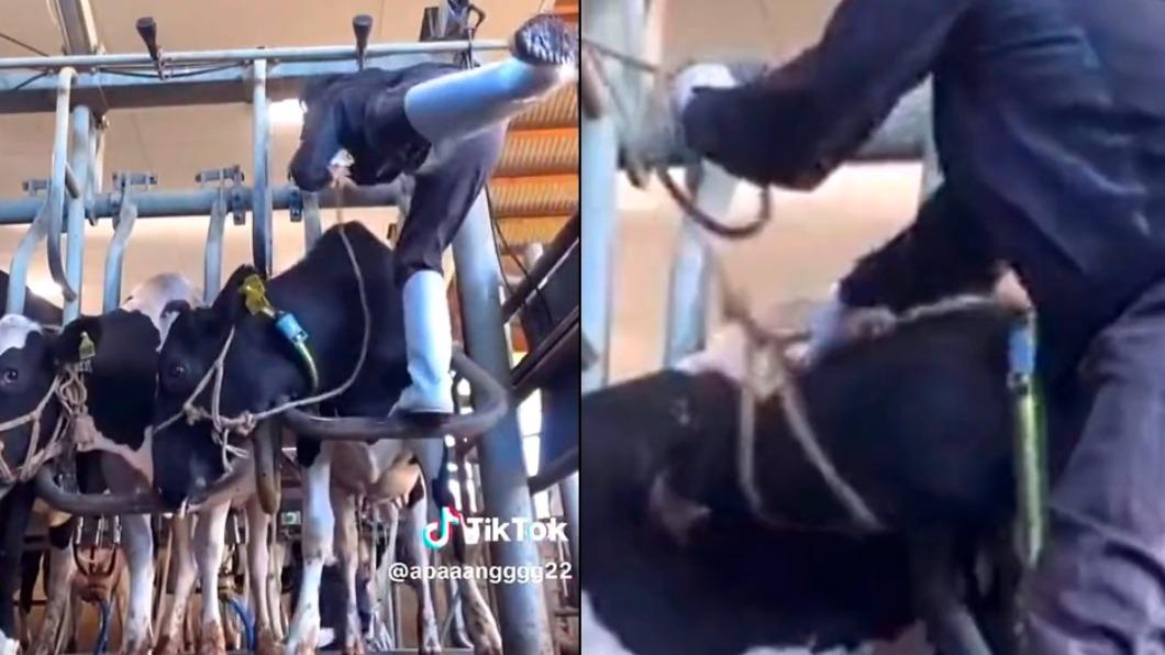該名男員工伸腿猛踹乳牛(左圖),甚至疑似伸手戳乳牛的眼睛,牛隻雖試圖反抗,卻無法掙脫牛繩。(圖/翻攝自推特)