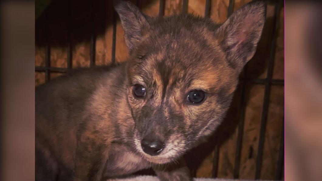在野生救援隊初步鑑定發現可能是郊狼。 (圖/翻攝For Fox Sake Wildlife Rescue臉書)