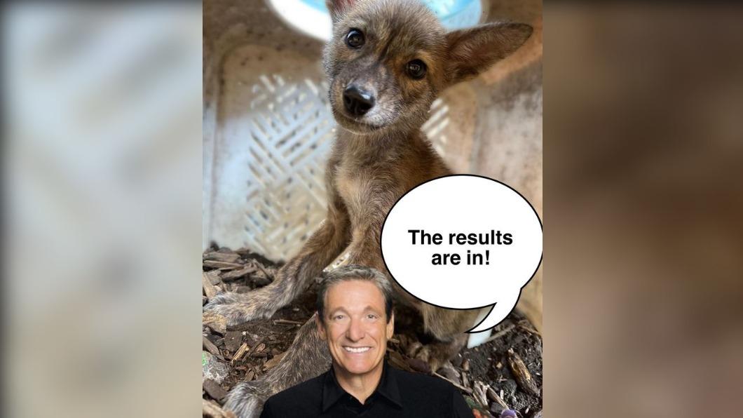 其實是家犬和郊狼的混血品種。 (圖/翻攝For Fox Sake Wildlife Rescue臉書)
