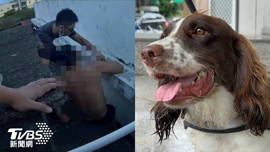 藏太好?毒販忘記海洛因放哪 超Q緝毒犬一聞全搜出
