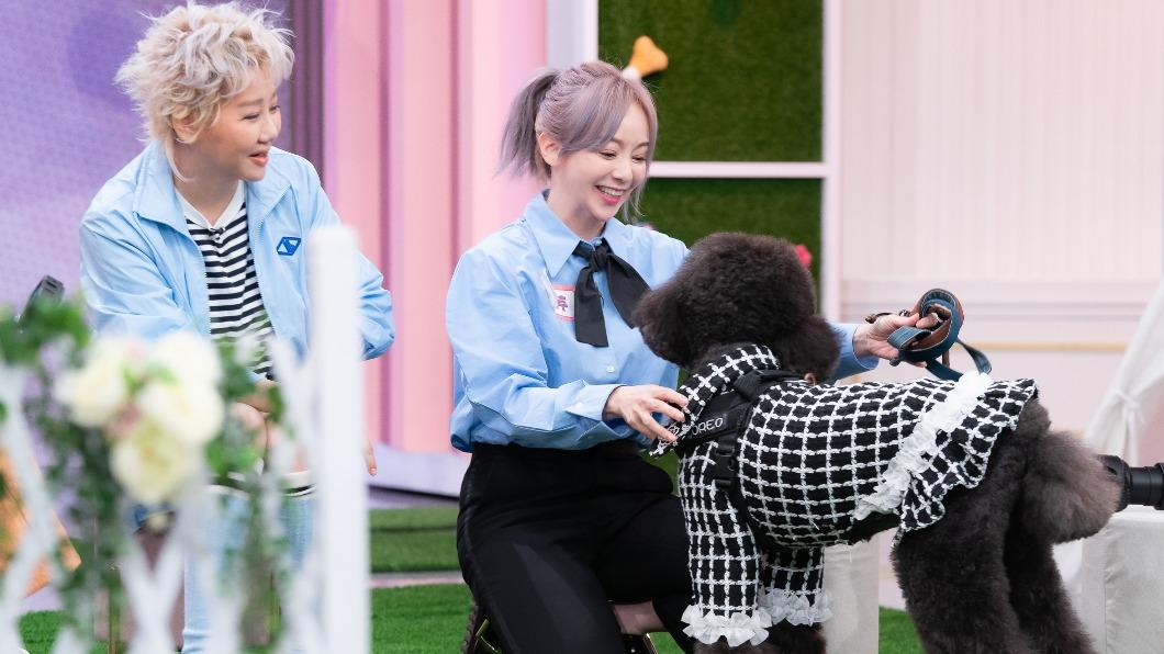 季芹在節目中分享和愛犬相遇的故事。(圖/TVBS)