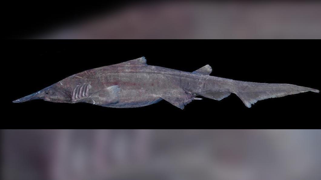 「哥布林鯊」早在約1.25億年前就存在地球。(圖/翻攝自 Shark Reference)