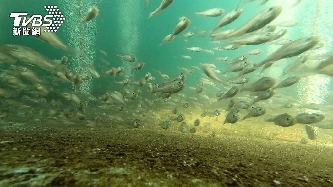 小琉球海域放流2.3萬尾魚苗 盼魚類資源生生不息