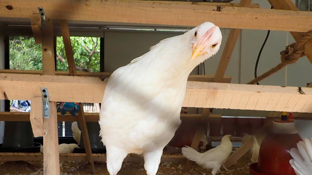 端午節挑戰「百人立蛋」! 北市動物園明起開放報名
