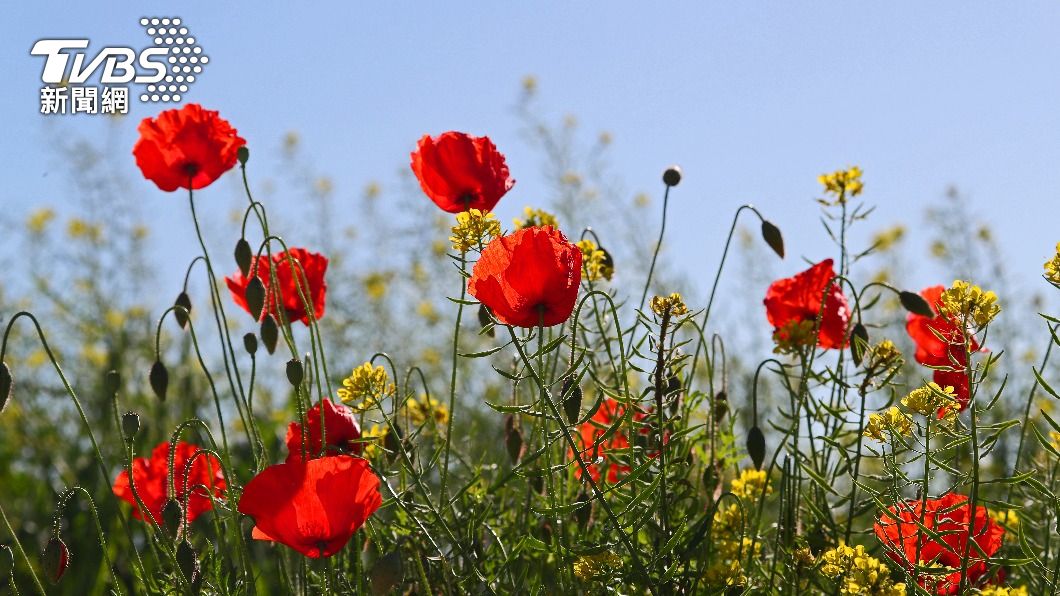 罌粟花毒性涉入過量恐會導致天鵝死亡。(示意圖/達志影像shutterstock)