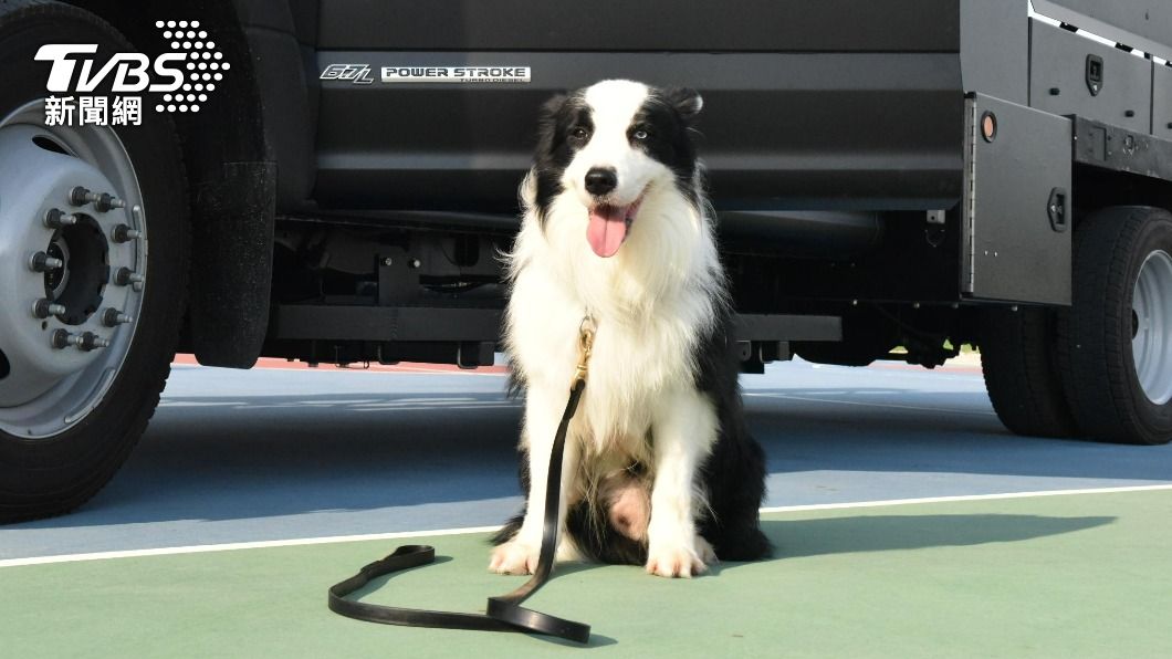 查理當初是從繁殖場被救出,送到警犬隊訓練。(圖/TVBS)
