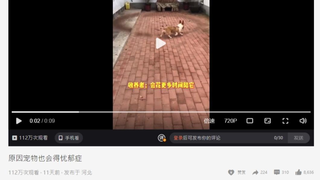 新主人發現柯基會不停在同個地方繞圈。（圖／翻攝自微博）