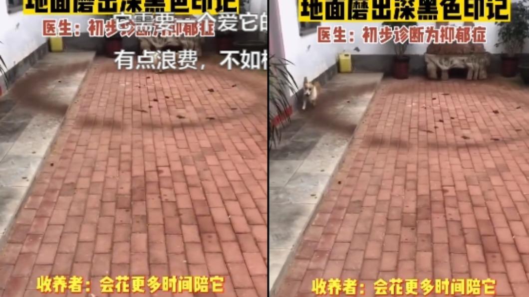 疑患上憂鬱症！柯基紅磚狂繞出「黑色圈圈」　真相曝光網心碎