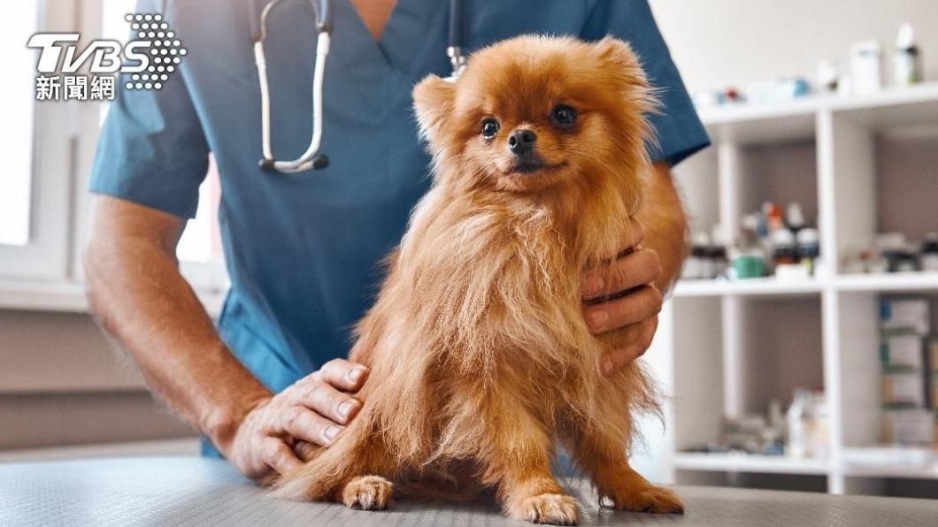 寵物是需要陪伴的。（示意圖／shutterstock達志影像）