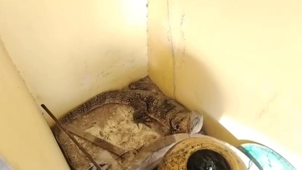 巨蜥的體長快跟人一樣。(圖/翻攝自微博)